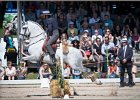 Pferd International 102